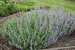 Walker's Low Catmint (Nepeta x faassenii 'Walker's Low') at Debbie's Greenhouse & Garden Centre