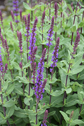 Caradonna Sage (Salvia nemorosa 'Caradonna') at Debbie's Greenhouse & Garden Centre