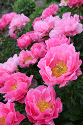 Paula Fay Peony (Paeonia 'Paula Fay') at Debbie's Greenhouse & Garden Centre