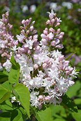 Beauty of Moscow Lilac (Syringa vulgaris 'Beauty of Moscow') at Debbie's Greenhouse & Garden Centre