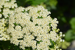 Autumn Jazz Viburnum (Viburnum dentatum 'Ralph Senior') at Debbie's Greenhouse & Garden Centre