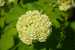 Snowball Viburnum (Viburnum opulus 'Roseum') at Debbie's Greenhouse & Garden Centre