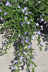 Blue Waterfall Serbian Bellflower (Campanula poscharskyana 'Blue Waterfall') at Debbie's Greenhouse & Garden Centre
