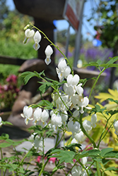 White Bleeding Heart (Dicentra spectabilis 'Alba') at Debbie's Greenhouse & Garden Centre