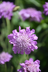 Pink Mist Pincushion Flower (Scabiosa 'Pink Mist') at Debbie's Greenhouse & Garden Centre