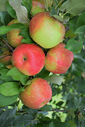 Honeycrisp Apple (Malus 'Honeycrisp') at Debbie's Greenhouse & Garden Centre