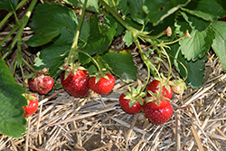 Wendy Strawberry (Fragaria 'Wendy') at Debbie's Greenhouse & Garden Centre