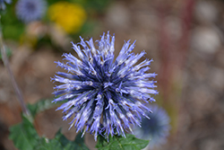 Blue Glow Globe Thistle (Echinops bannaticus 'Blue Glow') at Debbie's Greenhouse & Garden Centre
