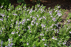 Angelface Wedgwood Blue Angelonia (Angelonia angustifolia 'Angelface Wedgwood Blue') at Debbie's Greenhouse & Garden Centre