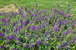 Angelface Blue Angelonia (Angelonia angustifolia 'ANBLU140') at Debbie's Greenhouse & Garden Centre