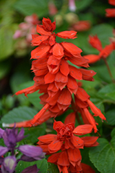 Vista Red Sage (Salvia splendens 'PAS3285') at Debbie's Greenhouse & Garden Centre