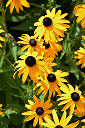 Goldsturm Coneflower (Rudbeckia fulgida 'Goldsturm') at Debbie's Greenhouse & Garden Centre