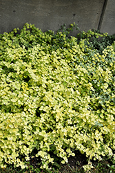 Lemon Licorice Plant (Helichrysum petiolare 'Lemon Licorice') at Debbie's Greenhouse & Garden Centre