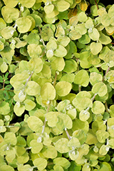 Lemon Licorice Plant (Helichrysum petiolare 'Lemon Licorice') at Debbie's Greenhouse & Garden Centre