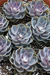 Perle Von Nurnberg Echeveria (Echeveria 'Perle Von Nurnberg') at Debbie's Greenhouse & Garden Centre