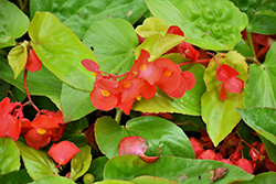 Canary Wings Begonia (Begonia 'Canary Wings') at Debbie's Greenhouse & Garden Centre