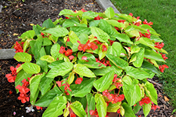 Canary Wings Begonia (Begonia 'Canary Wings') at Debbie's Greenhouse & Garden Centre