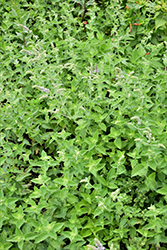 Spearmint (Mentha spicata) at Debbie's Greenhouse & Garden Centre