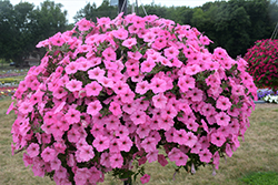 Supertunia Vista Bubblegum Petunia (Petunia 'Supertunia Vista Bubblegum') at Debbie's Greenhouse & Garden Centre