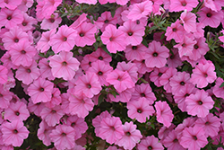 Supertunia Vista Bubblegum Petunia (Petunia 'Supertunia Vista Bubblegum') at Debbie's Greenhouse & Garden Centre