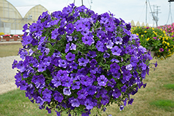 Headliner Night Sky Petunia (Petunia 'KLEPH15313') at Debbie's Greenhouse & Garden Centre