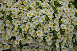 MiniFamous Neo White + Yellow Eye Calibrachoa (Calibrachoa 'KLECA16314') at Debbie's Greenhouse & Garden Centre