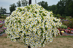 MiniFamous Neo White + Yellow Eye Calibrachoa (Calibrachoa 'KLECA16314') at Debbie's Greenhouse & Garden Centre