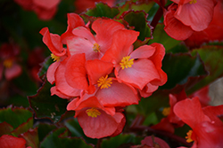 Megawatt Red Green Leaf Begonia (Begonia 'Megawatt Red Green Leaf') at Debbie's Greenhouse & Garden Centre