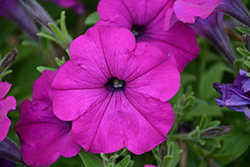 Easy Wave Violet Petunia (Petunia 'Easy Wave Violet') at Debbie's Greenhouse & Garden Centre