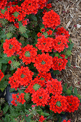 Firehouse Red Verbena (Verbena 'Balendred') at Debbie's Greenhouse & Garden Centre