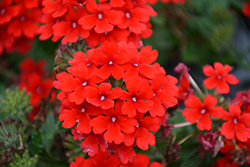 Firehouse Red Verbena (Verbena 'Balendred') at Debbie's Greenhouse & Garden Centre