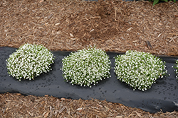 Gypsy White Baby's Breath (Gypsophila muralis 'Gypsy White') at Debbie's Greenhouse & Garden Centre