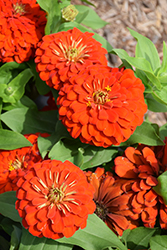 Magellan Scarlet Zinnia (Zinnia 'Magellan Scarlet') at Debbie's Greenhouse & Garden Centre
