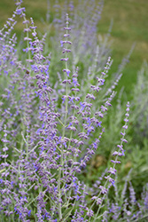 Blue Steel Russian Sage (Perovskia atriplicifolia 'Blue Steel') at Debbie's Greenhouse & Garden Centre