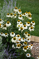 PowWow White Coneflower (Echinacea purpurea 'PowWow White') at Debbie's Greenhouse & Garden Centre