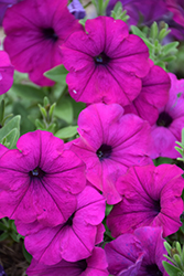 Easy Wave Violet Petunia (Petunia 'Easy Wave Violet') at Debbie's Greenhouse & Garden Centre