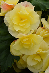 Solenia Yellow Begonia (Begonia x hiemalis 'Solenia Yellow') at Debbie's Greenhouse & Garden Centre