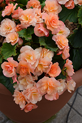 Solenia Apricot Begonia (Begonia x hiemalis 'Solenia Apricot') at Debbie's Greenhouse & Garden Centre