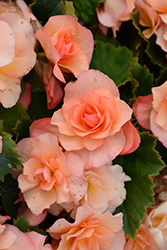 Solenia Apricot Begonia (Begonia x hiemalis 'Solenia Apricot') at Debbie's Greenhouse & Garden Centre