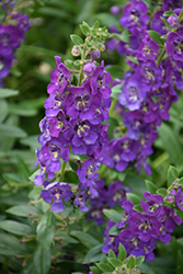 Angelface Blue Angelonia (Angelonia angustifolia 'ANBLU140') at Debbie's Greenhouse & Garden Centre