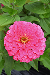 Magellan Pink Zinnia (Zinnia 'Magellan Pink') at Debbie's Greenhouse & Garden Centre
