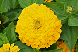 Magellan Yellow Zinnia (Zinnia 'Magellan Yellow') at Debbie's Greenhouse & Garden Centre