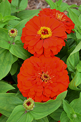 Magellan Scarlet Zinnia (Zinnia 'Magellan Scarlet') at Debbie's Greenhouse & Garden Centre