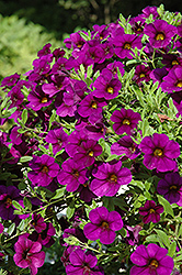Cabaret Purple Calibrachoa (Calibrachoa 'Balcabpurim') at Debbie's Greenhouse & Garden Centre
