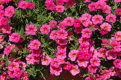 Cabaret Hot Pink Calibrachoa (Calibrachoa 'Balcabhopi') at Debbie's Greenhouse & Garden Centre