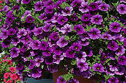 Cabaret Deep Blue Calibrachoa (Calibrachoa 'Balcabdebu') at Debbie's Greenhouse & Garden Centre