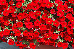 Cabaret Bright Red Calibrachoa (Calibrachoa 'Balcabrite') at Debbie's Greenhouse & Garden Centre