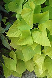 Marguerite Sweet Potato Vine (Ipomoea batatas 'Marguerite') at Debbie's Greenhouse & Garden Centre