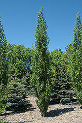 Parkland Pillar Japanese White Birch (Betula platyphylla 'Jefpark') at Debbie's Greenhouse & Garden Centre