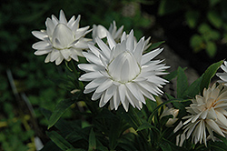 Dreamtime® Jumbo Pure White Strawflower (Bracteantha bracteata 'Dreamtime Jumbo Pure White') at Debbie's Greenhouse & Garden Centre